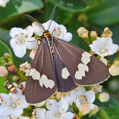 Nyctemera amicus (Senecio Moth, Magpie Moth, Cineraria Moth) at Braidwood, NSW - 11 Mar 2024 by MatthewFrawley