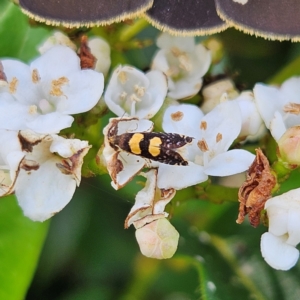 Glyphipterix chrysoplanetis at QPRC LGA - 11 Mar 2024