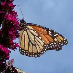 Danaus plexippus (Monarch) at QPRC LGA - 11 Mar 2024 by MatthewFrawley