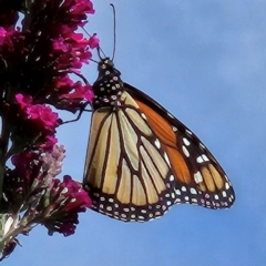 Danaus plexippus at QPRC LGA - 11 Mar 2024