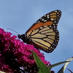 Danaus plexippus at QPRC LGA - 11 Mar 2024