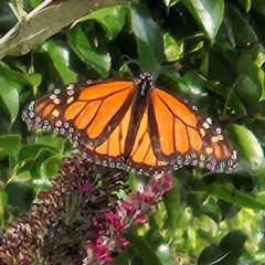 Danaus plexippus at QPRC LGA - 11 Mar 2024 04:20 PM