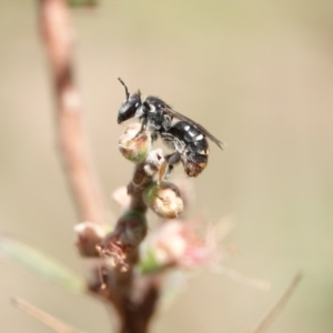 Lipotriches (Austronomia) ferricauda at Hall, ACT - 11 Mar 2024 12:43 PM