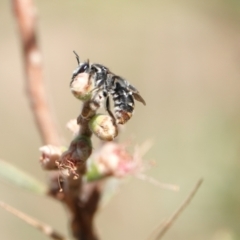 Lipotriches (Austronomia) ferricauda at Hall, ACT - 11 Mar 2024