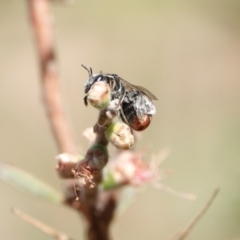 Lipotriches (Austronomia) ferricauda at Hall, ACT - 11 Mar 2024 12:43 PM