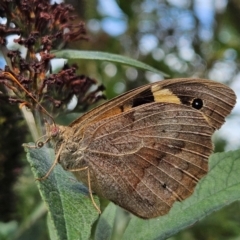 Heteronympha merope (Common Brown Butterfly) at QPRC LGA - 11 Mar 2024 by MatthewFrawley