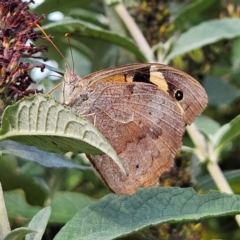 Heteronympha merope at QPRC LGA - 11 Mar 2024 04:13 PM