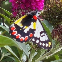 Delias aganippe (Spotted Jezebel) at Braidwood, NSW - 11 Mar 2024 by MatthewFrawley