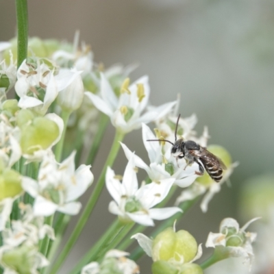 Lipotriches (Austronomia) phanerura (Halictid Bee) at Hall, ACT - 11 Mar 2024 by Anna123