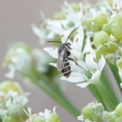 Lipotriches (Austronomia) phanerura at Hall, ACT - 11 Mar 2024 04:25 PM