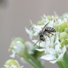 Lipotriches (Austronomia) phanerura at Hall, ACT - 11 Mar 2024 04:25 PM