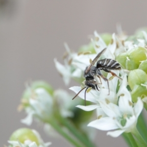 Lipotriches (Austronomia) phanerura at Hall, ACT - 11 Mar 2024 04:25 PM