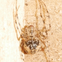 Australomimetus sp. (genus) (Unidentified Pirate spider) at Freshwater Creek, VIC - 7 Feb 2024 by WendyEM