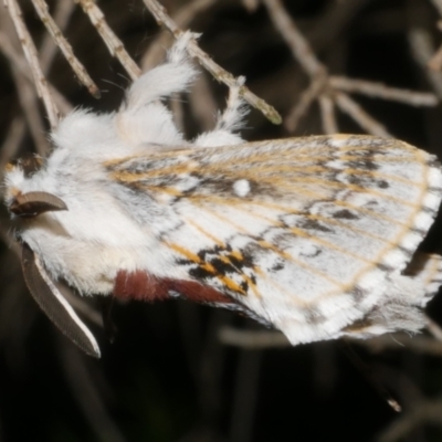 Porela delineata (Lined Porela) at Freshwater Creek, VIC - 8 Feb 2024 by WendyEM