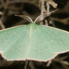 Chlorocoma dichloraria (Guenee's or Double-fringed Emerald) at Freshwater Creek, VIC - 8 Feb 2024 by WendyEM