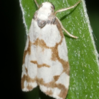 Chiriphe dichotoma (Reticulated Footman) at WendyM's farm at Freshwater Ck. - 8 Feb 2024 by WendyEM