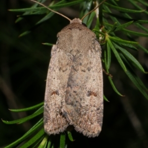 Proteuxoa hypochalchis at Freshwater Creek, VIC - 8 Feb 2024