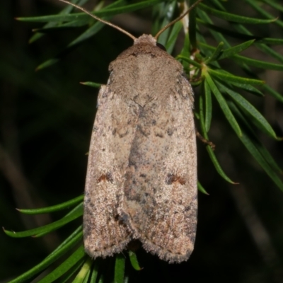 Proteuxoa hypochalchis (Black-bar Noctuid) at Freshwater Creek, VIC - 8 Feb 2024 by WendyEM