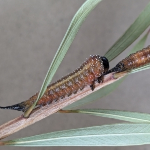 Pterygophorus cinctus at Franklin, ACT - suppressed