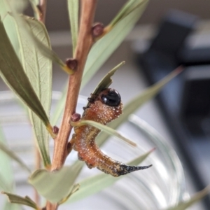 Pterygophorus cinctus at Franklin, ACT - suppressed