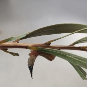 Pterygophorus cinctus at Franklin, ACT - suppressed