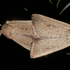 Leucania uda (A Noctuid moth) at WendyM's farm at Freshwater Ck. - 8 Feb 2024 by WendyEM