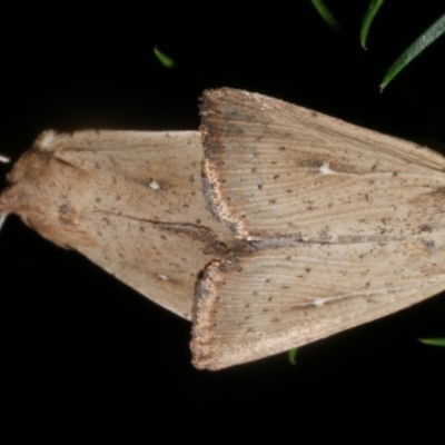 Leucania uda (A Noctuid moth) at Freshwater Creek, VIC - 8 Feb 2024 by WendyEM