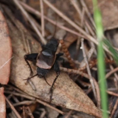 Bobilla killara (Pygmy Cricket) at Broulee Moruya Nature Observation Area - 11 Mar 2024 by LisaH