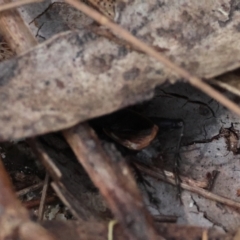 Bobilla killara at Moruya, NSW - suppressed