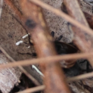 Bobilla killara at Moruya, NSW - 11 Mar 2024