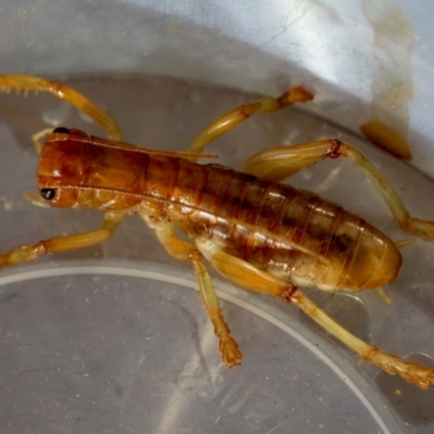 Arrolla sp. (genus) (Raspy Cricket) at Moruya, NSW - 10 Mar 2024 by LisaH