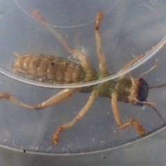 Arrolla sp. (genus) at Moruya, NSW - 11 Mar 2024