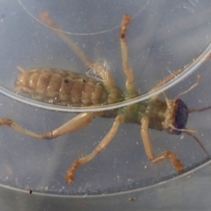 Arrolla sp. (genus) at Moruya, NSW - 11 Mar 2024