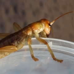 Arrolla sp. (genus) at Moruya, NSW - 11 Mar 2024