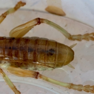 Arrolla sp. (genus) at Moruya, NSW - 11 Mar 2024