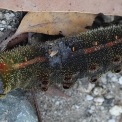 Opodiphthera eucalypti at Moruya, NSW - 11 Mar 2024
