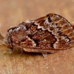 Pernattia pusilla (She-Oak Moth) at Moruya, NSW - 10 Mar 2024 by LisaH