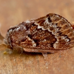 Pernattia pusilla (She-Oak Moth) at Moruya, NSW - 11 Mar 2024 by LisaH