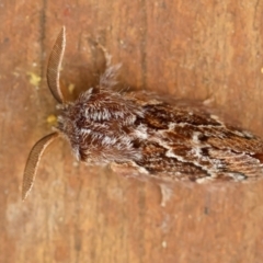 Pernattia pusilla at Moruya, NSW - suppressed