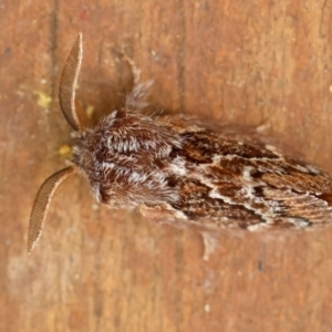 Pernattia pusilla at Moruya, NSW - suppressed