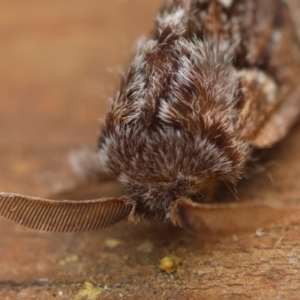 Pernattia pusilla at Moruya, NSW - suppressed