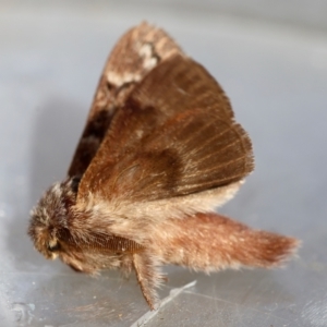 Pernattia pusilla at Moruya, NSW - suppressed