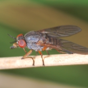 Tabanomorpha sp. (Parvorder) at Tinderry, NSW - 9 Mar 2024