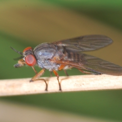 Tabanomorpha sp. (Parvorder) (Snipe Flies and allies) at Tinderry, NSW - 9 Mar 2024 by Harrisi