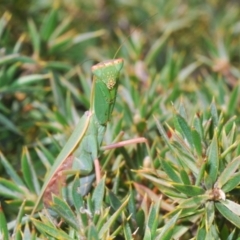 Orthodera ministralis (Green Mantid) at Tinderry, NSW - 9 Mar 2024 by Harrisi