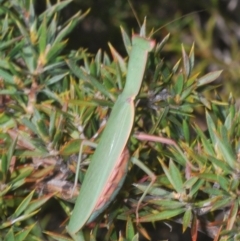 Orthodera ministralis at Tinderry Mountains - 9 Mar 2024