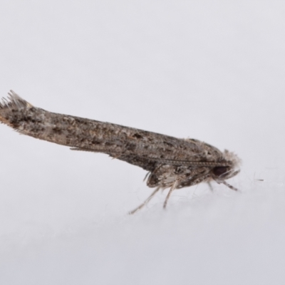 Zelleria cynetica (Rectangular Ermine Moth) at Jerrabomberra, NSW - 9 Mar 2024 by DianneClarke