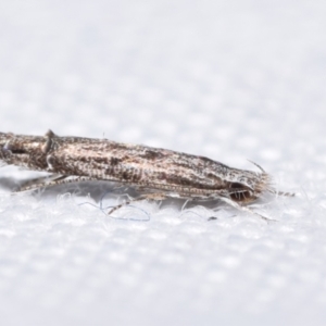 Leptozestis and Trachydora (genera) at QPRC LGA - suppressed