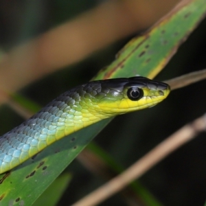 Dendrelaphis punctulatus at Capalaba, QLD - 10 Mar 2024