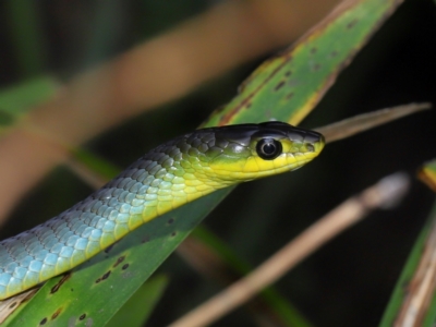 Dendrelaphis punctulatus (Green Tree Snake) at Capalaba, QLD - 10 Mar 2024 by TimL